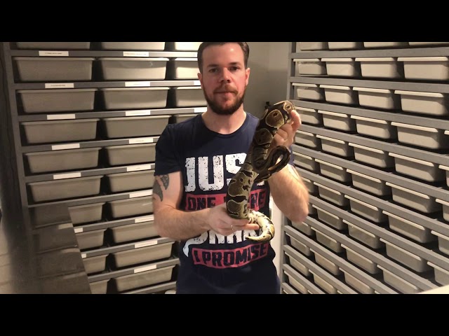 Royal/Ball Python overview