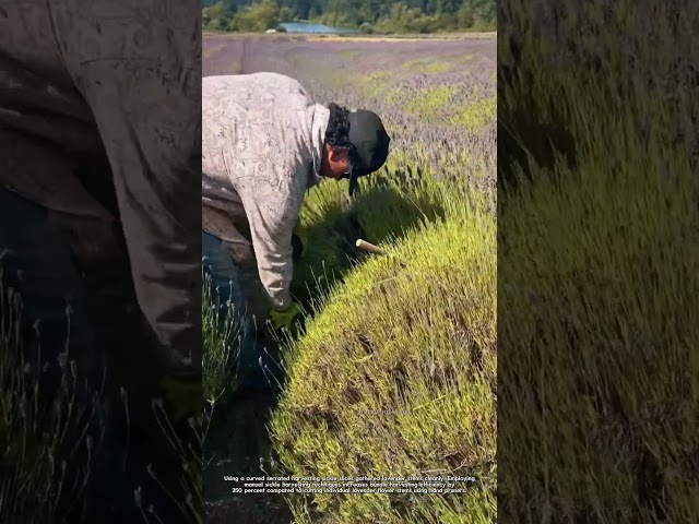 Manual Lavender Harvesting: Farmer Harvests Lavender Stems Using Serrated Sickle