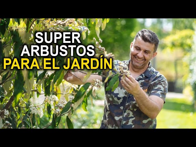 5 arbustos que transformarán tu jardín ¡Los favoritos de todos los amantes de la jardinería!