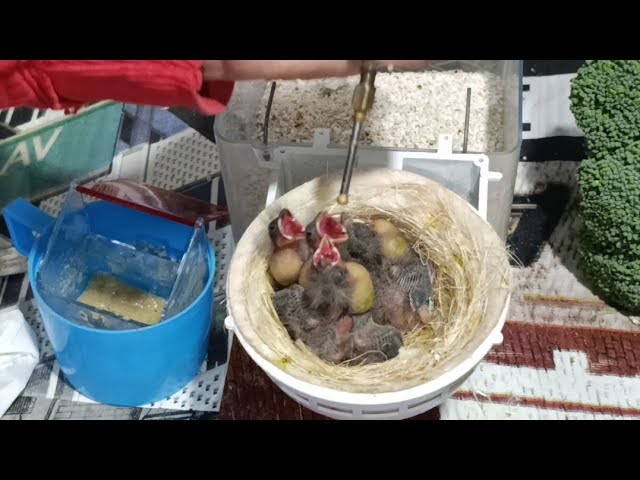 👉ANILLADO Y MASSS.👈