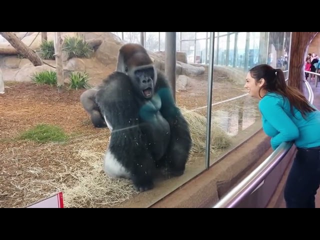 Los momentos más expresivos del gorila de espalda plateada en el zoológico. #vídeoviral #gracioso...