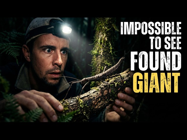 This Giant Stick Insect Hides in Plain Sight