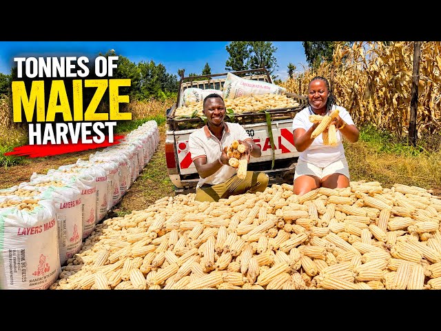 We Harvested Tons of Maize! 🌽 Huge Pawpaw & Watermelon Farm Progress | Farm to Table