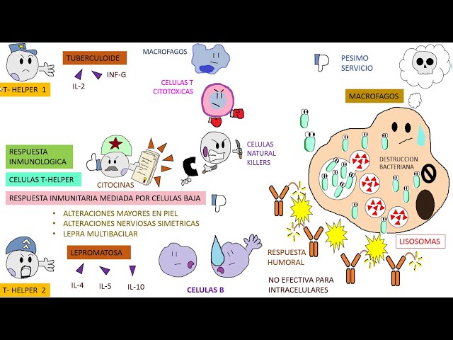 Micobacterium Leprae, Hansen's Disease, Leprosy