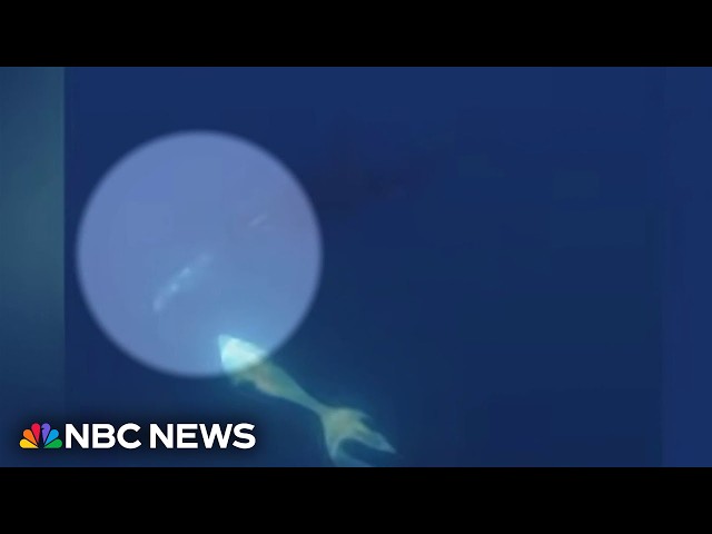 Biologist explains orcas' fish-smashing behavior captured in new video