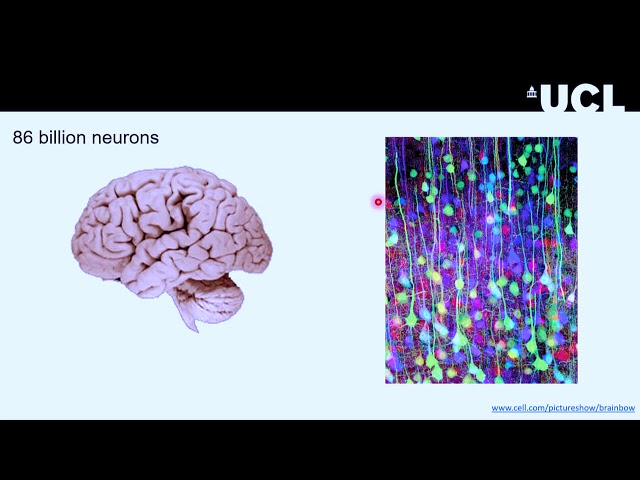 Lunch Hour Lecture: Recording from a myriad of neurons to understand behaviour