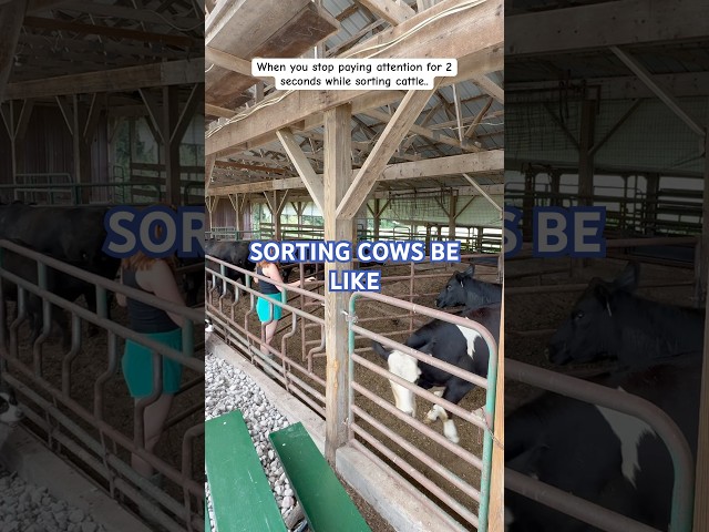 “I was just daydreaming..”  #hobbyfarm #farmlife #farming #livestock #cows #sortingcattle