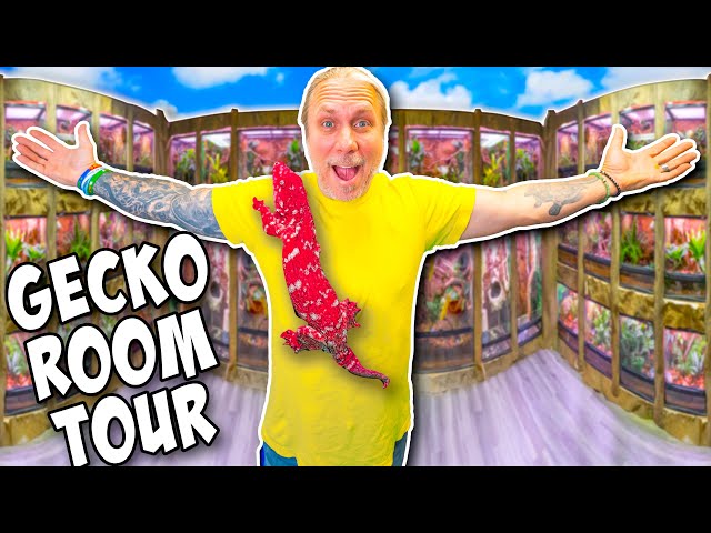 Cage By Cage New Gecko Room Tour!