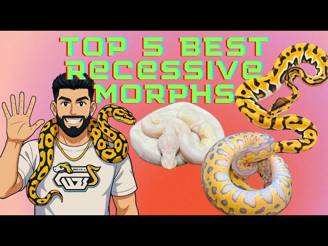 The Top 5 BEST Recessive Genes In Ball Pythons
