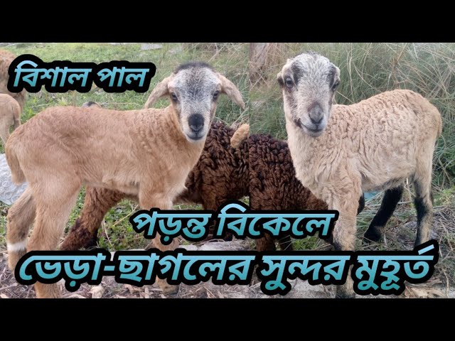 বাচ্চাদের আনন্দ মুহূর্ত।।ছাগল ভেড়ার বিশাল পাল।।Parvez World 