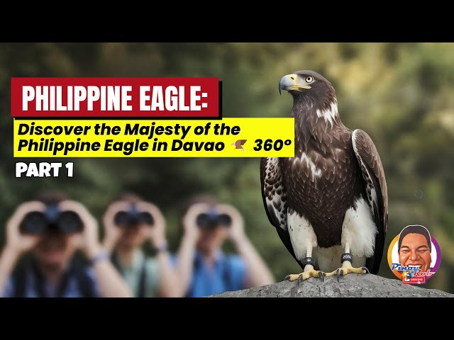 PHILIPPINE EAGLE: Discover the Majesty of the Philippine Eagle in Davao 🦅 360° PART 1