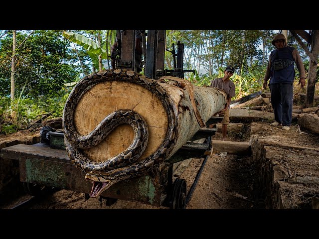 🔥 MASSIVE LOG SAWING! Turning Huge Timber Into Premium Wood for European-Style Homes