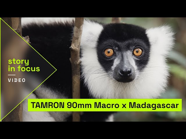 TAMRON 90mm F/2.8 Di III MACRO VXD | Macro Impressions from Madagascar