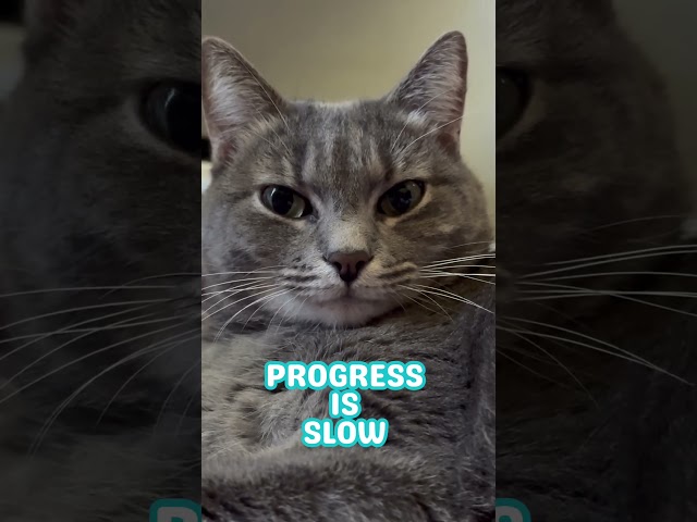 Funny Cat Joke I Hilarious Video | Cat Cuteness Overload! Cats observe Humans Skit