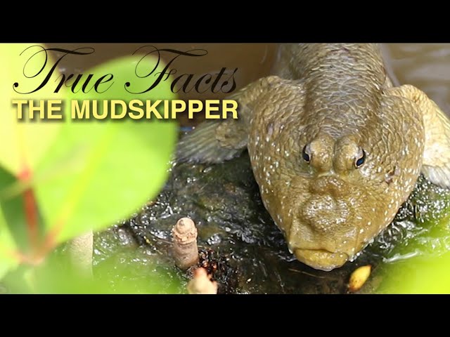 True Facts: Mudskippers