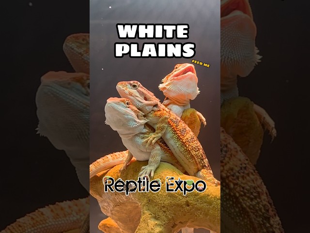 I went to New Yorks BIGGEST Reptile Expo! | #snakes #reptileexpo #whiteplains