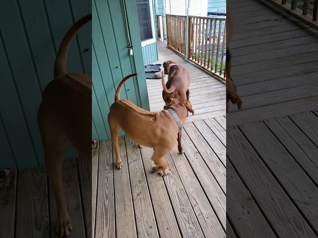 BREEDING RHODESIAN RIDGEBACKS # Breeding # Educational 