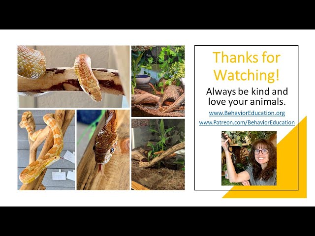 STAY BACK! Distance Creating Behaviors from Your Corn Snake.
