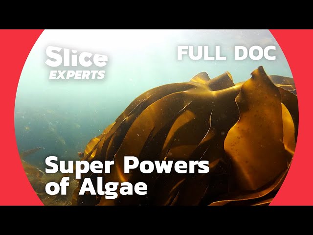 Algae, The New Super Plant? | SLICE EXPERTS | FULL DOCUMENTARY