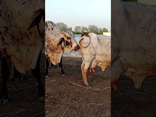 Cholistani Cow Meeting #cholistan #rohi #cow #cholistanicow #cholistani #rathicow