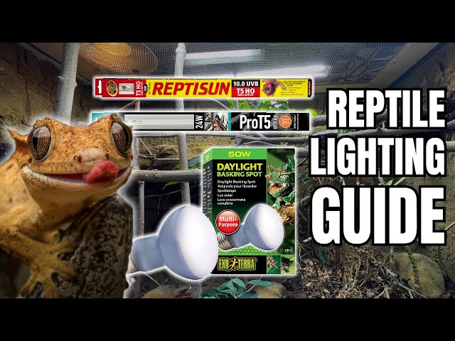 Ultimate Reptile Lighting Guide