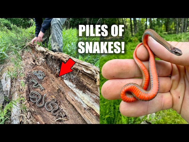Flipping PILES of Snakes! - Summer Snake Hunting!