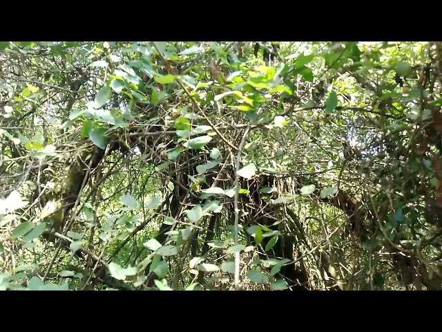 KWS hunting 2 big python snakes, each weight 200kgs😱😱😱#africa #fire #comedy #python 