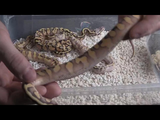CRAZY LOOKING STRANGER HET MONSOON CLUTCH