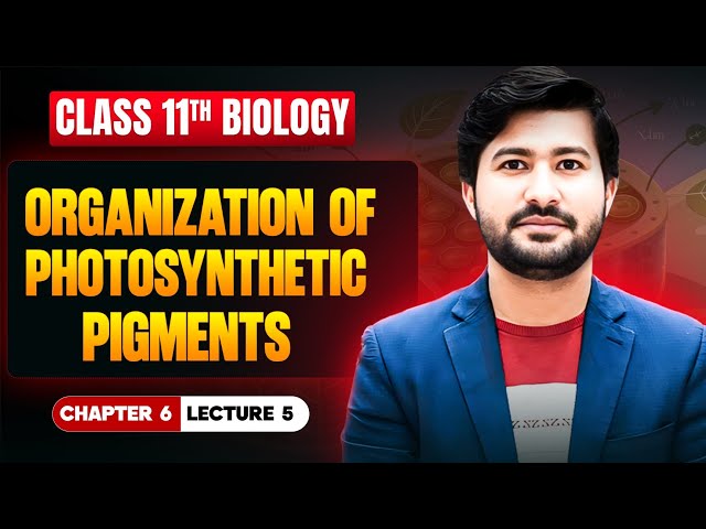 Organization of photosynthetic pigments | Mechanism of Photosynthesis | Biology class 11 chapter 6