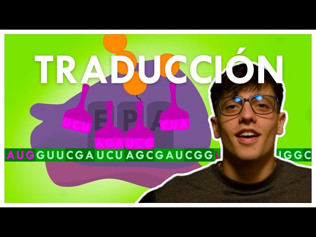 TRADUCCIÓN (ARN a PROTEÍNA)