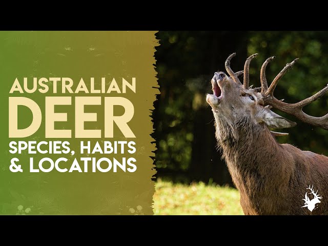 Australian Deer Species | Appearance, Behaviour, Where To Find Them & Hunting Tips #HuntingAustralia