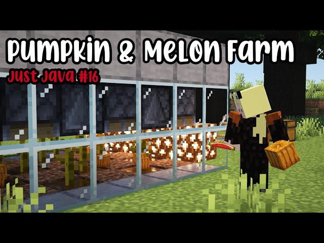 The pumpkin and melon farm | Just Java ep. 16