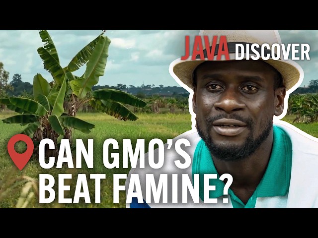 Genetically Modified Crops: How Philanthropy Is Reshaping Africa