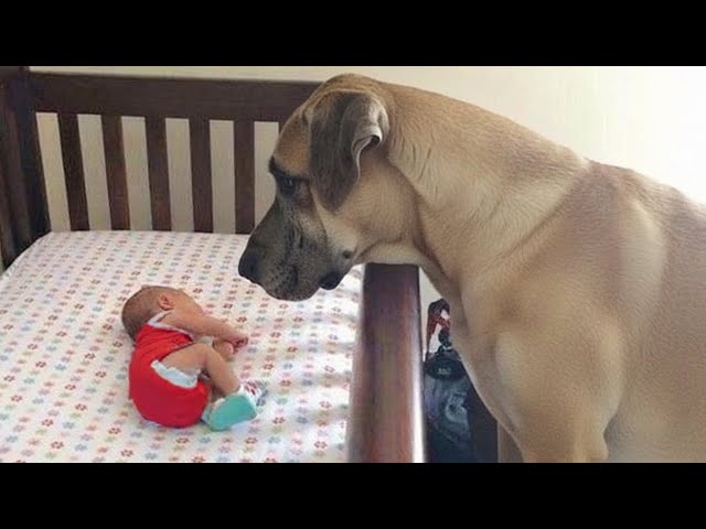 Dog Can’t Control His Emotions Seeing His Baby Sister for the First Time ❤️