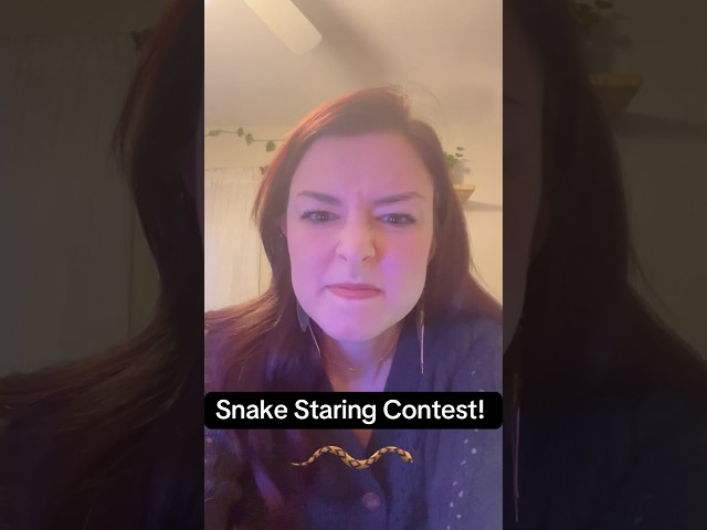 Snake staring contest! 👀🐍#ballpython #snake #pet #cute #coolpets #reptile #funny #funnysnake
