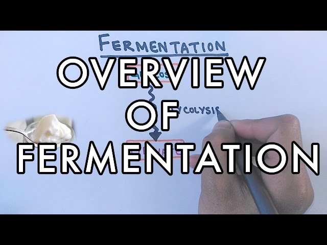 Overview of Fermentation | Lactic Acid & Alcoholic Fermentation