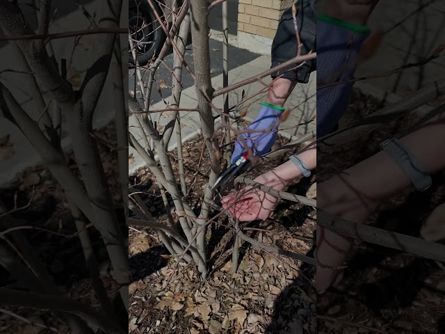 Urban Forestry | Pruning - Serviceberry (Amelanchier spp.)
