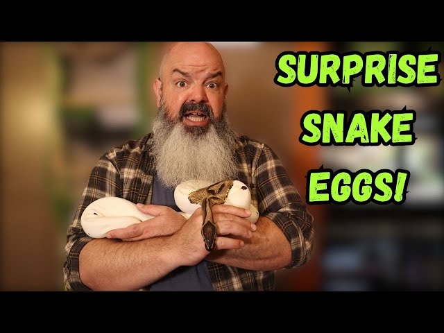 Surprise Python Eggs: What do you do with them?