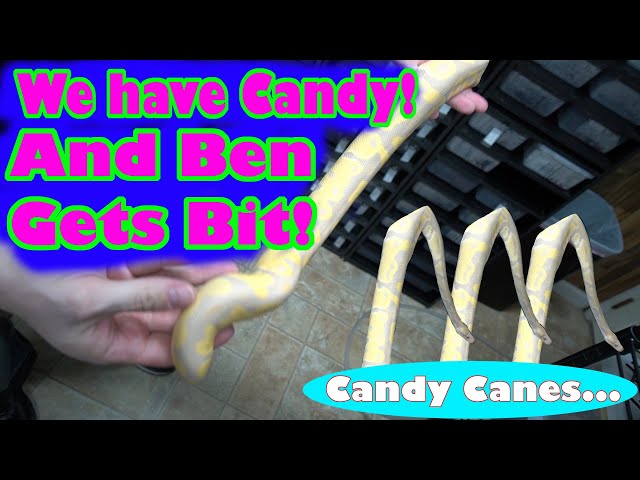 We Got Candy And Ben Gets Bit!