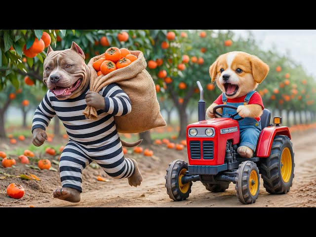 🐶🚜 Baby Puppy Stops a Farm Thief! Clever Trap Saves the Orchard 🍊💥Hero Story