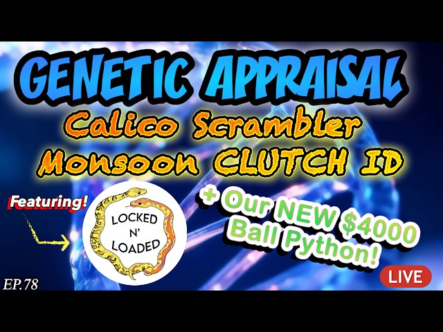 GENETIC APPRAISAL-EP78- PHANTOM MONSOON OD YB ENCHI CALICO SCRAMBLER CLUTCH ID FT. LOCKED N LOADED