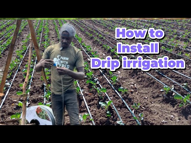 How to Setup/Install  Drip Irrigation and Materials Needed for Small and Medium Farm