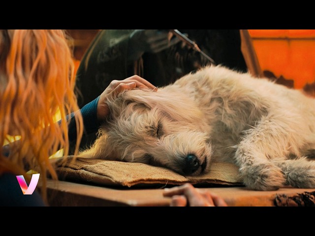 Krypto Is Finally Healed | From “Supergirl” | VTM