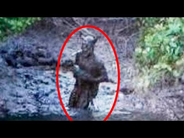 Real footage_During Japan Tsunami a strange creature was caught on camera .