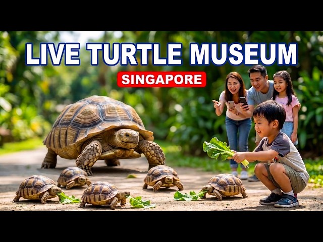 🐢 Feeding Giant Tortoises in Singapore! Live Turtle & Tortoise Museum Tour