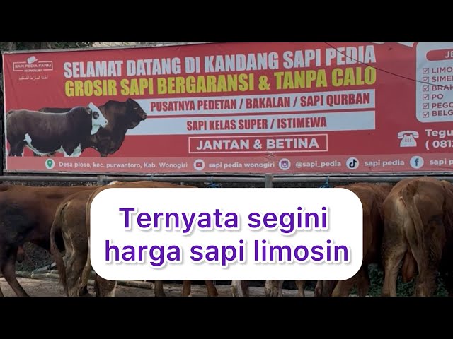 LATEST BEEF PRICE UPDATE‼️WHOLESALE BEEF WITH GUARANTEE WITHOUT BROKERAGE