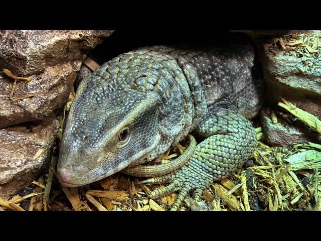 “Daily vlog 2”!#love #snake #2026 #garden #nature #pets #python #dailyvlog #cute  