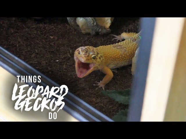 16 Things That Leopard Geckos Do!