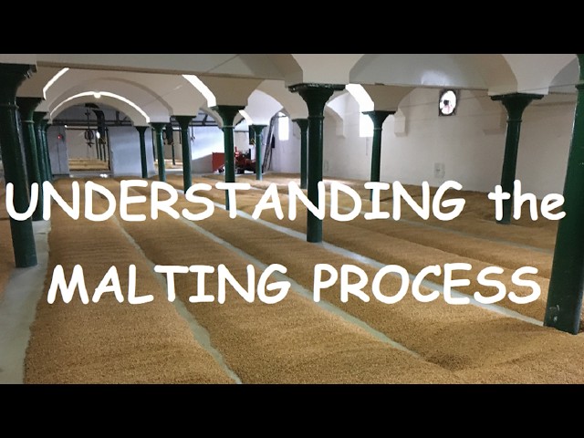 Barley Malting Process: A Step-by-Step Journey from Barley to Malt (How Malt is Made?) #malt #barley