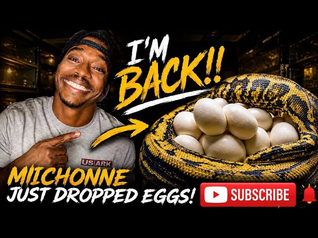   I’M BACK… AND MICHONNE DROPPED EGGS! 🐍🥚🔥